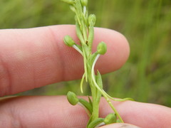 Habenaria filicornis