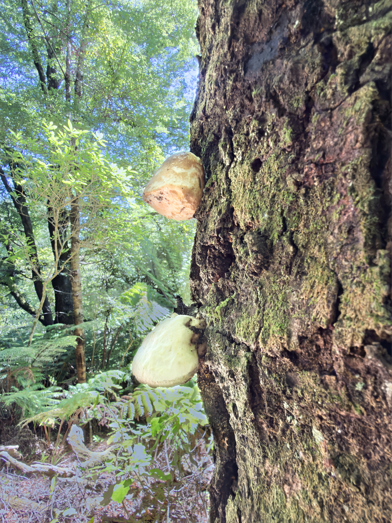 Laetiporus portentosus · February 2026 · photo: © jeremy_rolfe (iNaturalist, cc-by)