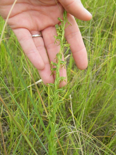Image of Habenaria filicornis by (c) Antoinette Eyssell Knox, some rights reserved (CC BY-SA)