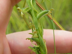 Habenaria filicornis