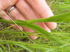 Habenaria filicornis