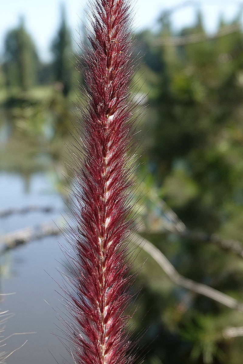 Beispielbild: Lampenputzergras (Cenchrus alopecuroides)
