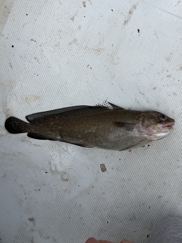 Brazilian codling (Urophycis cirrata) — Phycidae
