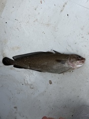 Gulf Hake photo 5