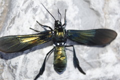 Macrocneme chrysitis