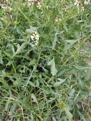 Eruca vesicaria
