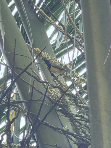 Garden Sunbird (Cinnyris jugularis)