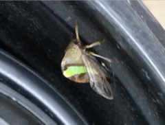 Smilia fasciata