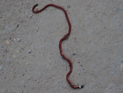 Apostolepis assimilis