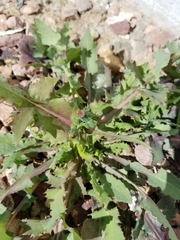Sonchus oleraceus