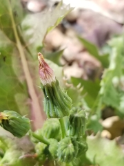 Sonchus oleraceus