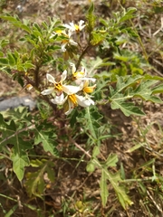 Solanum grayi