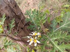 Solanum grayi