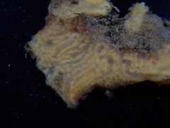 Hymeniacidon perlevis