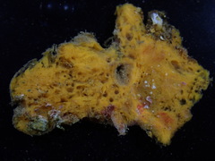 Hymeniacidon perlevis