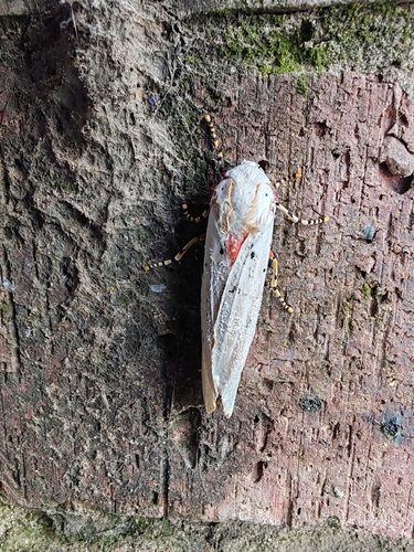 Orange Tricolour Tiger Moth