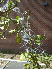 Phoradendron leucarpum image