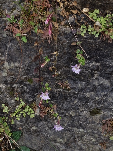 Metagentiana rhodantha observed 2026-01-02