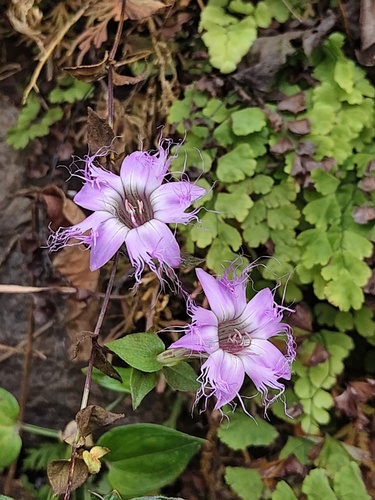 Metagentiana rhodantha observed 2026-01-02