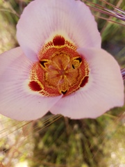 Calochortus vestae