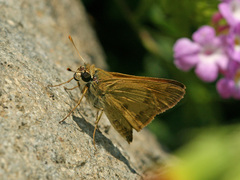 Polites vibex praeceps