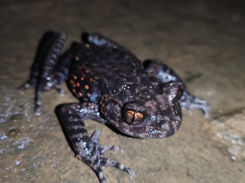 Red-spotted Toothed Toad
