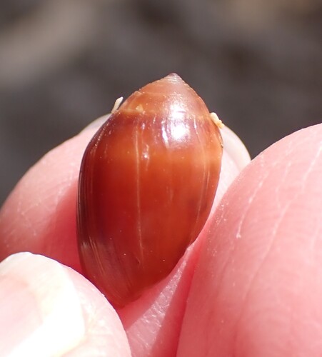 Melampus castaneus observed 2026-02-04