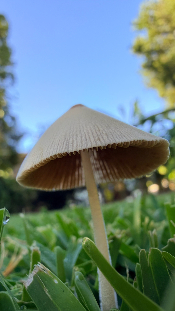 Conocybe apala · February 2026 · photo: © trisairatops (iNaturalist, cc-by)