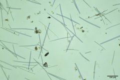 Hymeniacidon perlevis