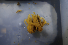 Hymeniacidon perlevis