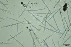 Hymeniacidon perlevis