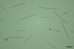 Hymeniacidon perlevis