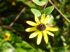 Zinniinae