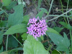 Crusea hispida