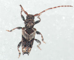 Pogonocherus hispidus