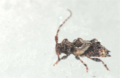 Pogonocherus hispidus