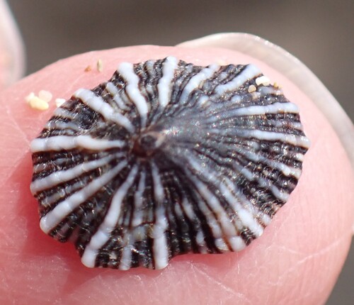 Siphonaria normalis observed 2026-02-04