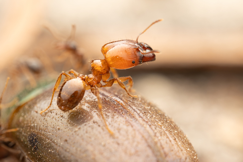 Pheidole vigilansPheidole vigilans