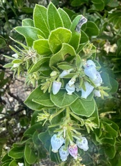 Arctostaphylos montaraensis, photograph author not stated, no rights reserved