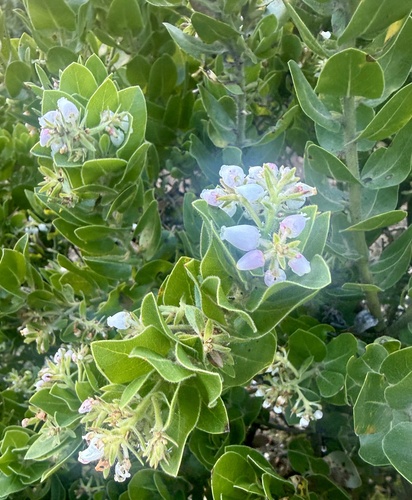 Arctostaphylos montaraensis, photograph 2