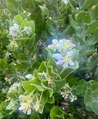 Arctostaphylos montaraensis, photograph author not stated, no rights reserved