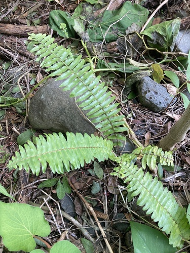 Nephrolepis brownii observed 2026-02-04
