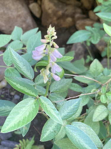 Desmodium uncinatum observed 2026-02-04