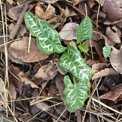 Arum italicum italicum