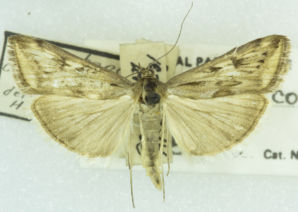 Loxostege commixtalis