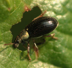 Phyllobius viridicollis