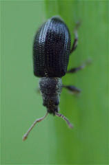 Phyllobius viridicollis