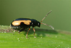 Phyllotreta ochripes