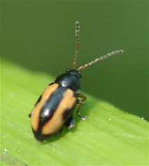 Phyllotreta ochripes