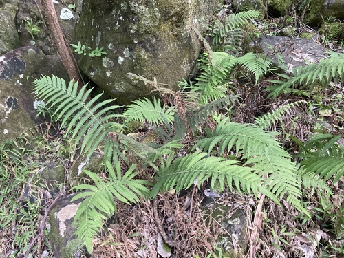 Dryopteris observed 2026-02-04